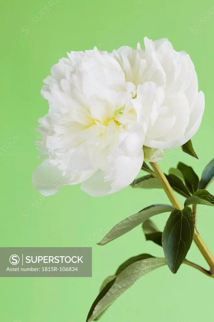 Peony against green background