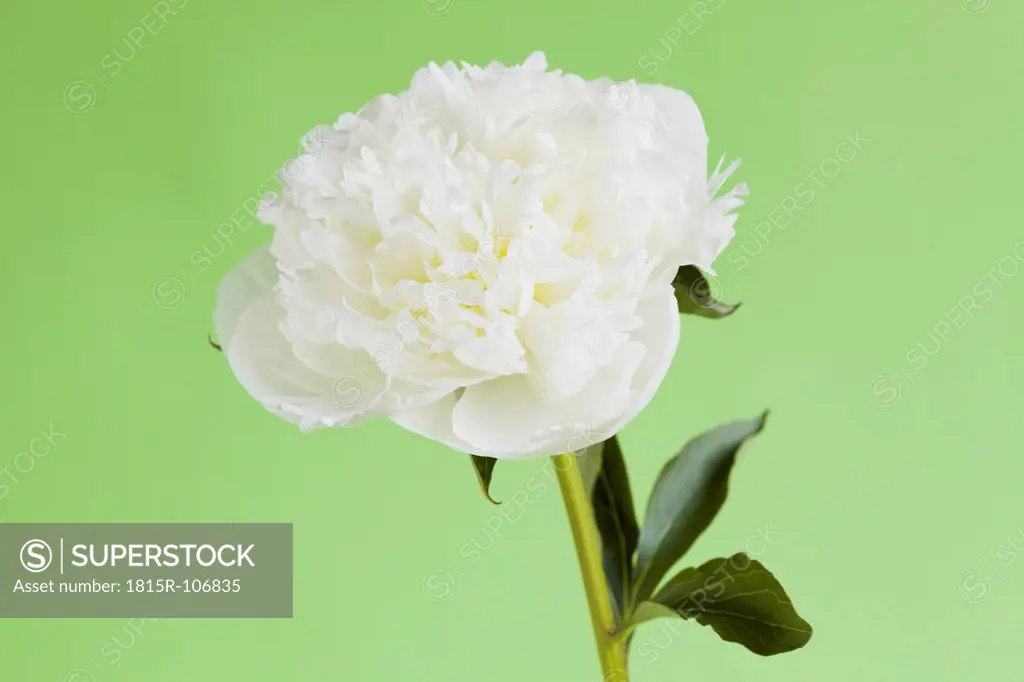 Peony against green background