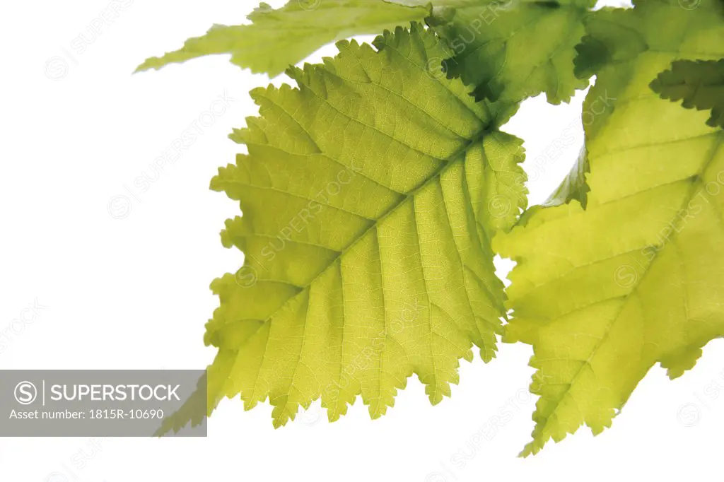 Elm leaves (Ulmus Americana) against white background, close-up
