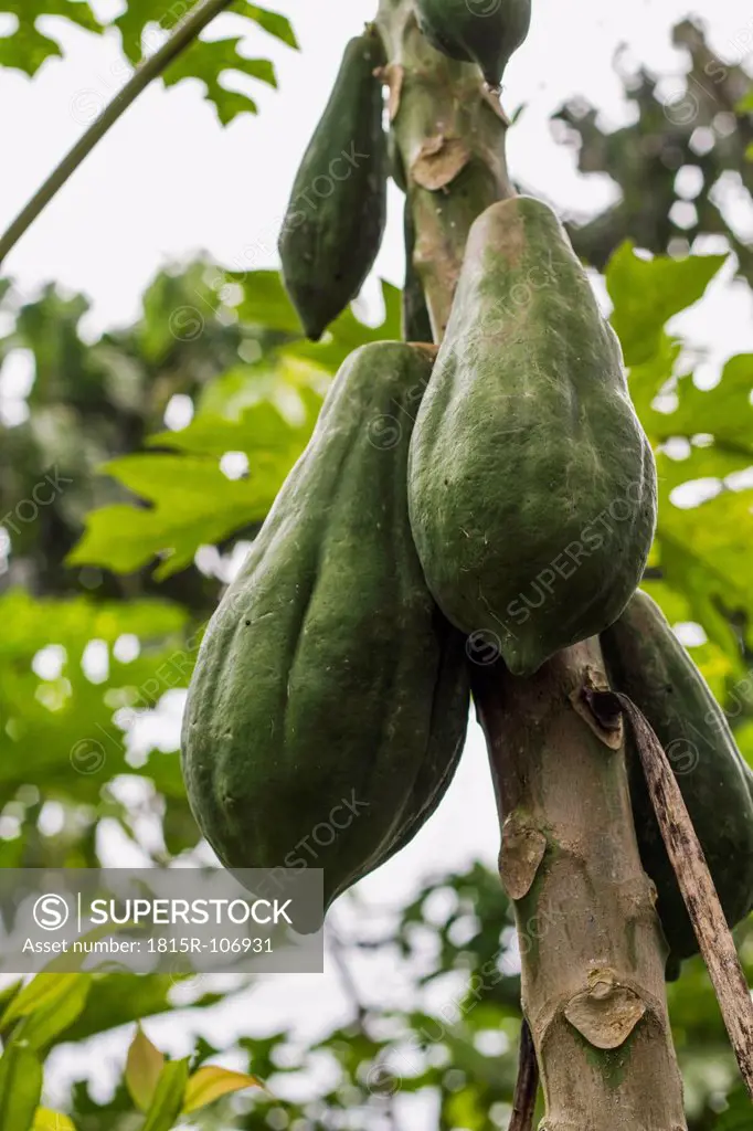 Indonesia, Cocoa pods hanging on tree