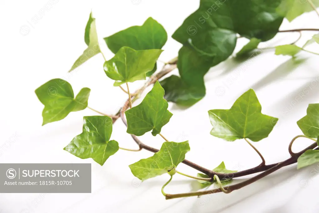 Ivy leaves, Hedera helix