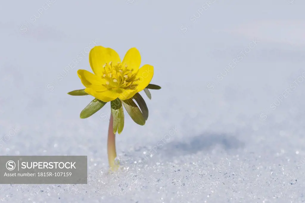 Germany, Bavaria, Winter Aconite in snow