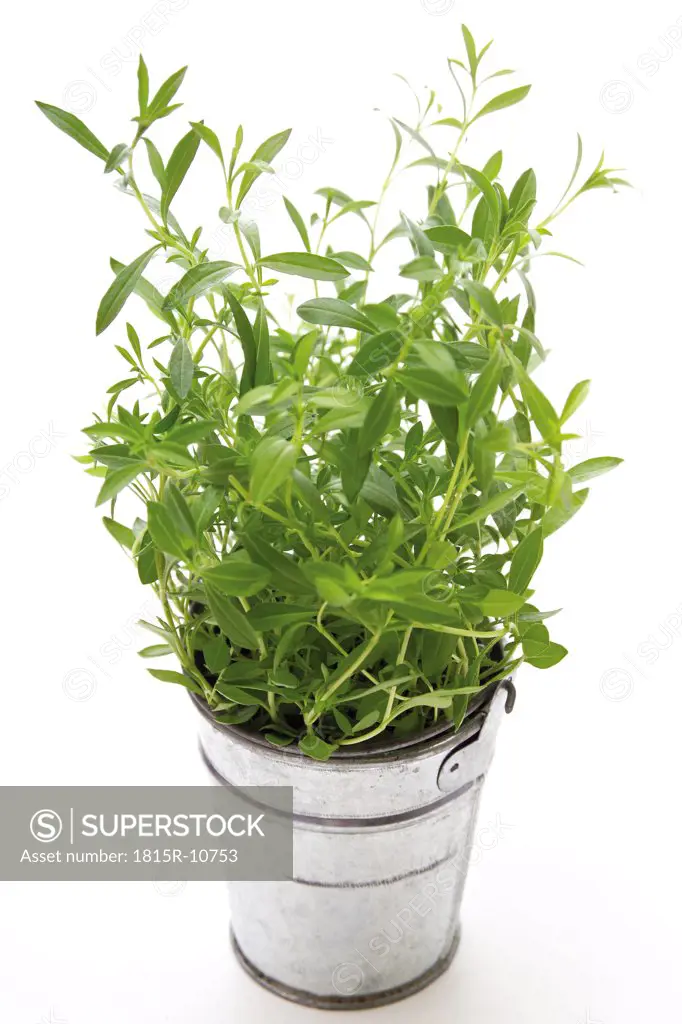 Savory in a pot