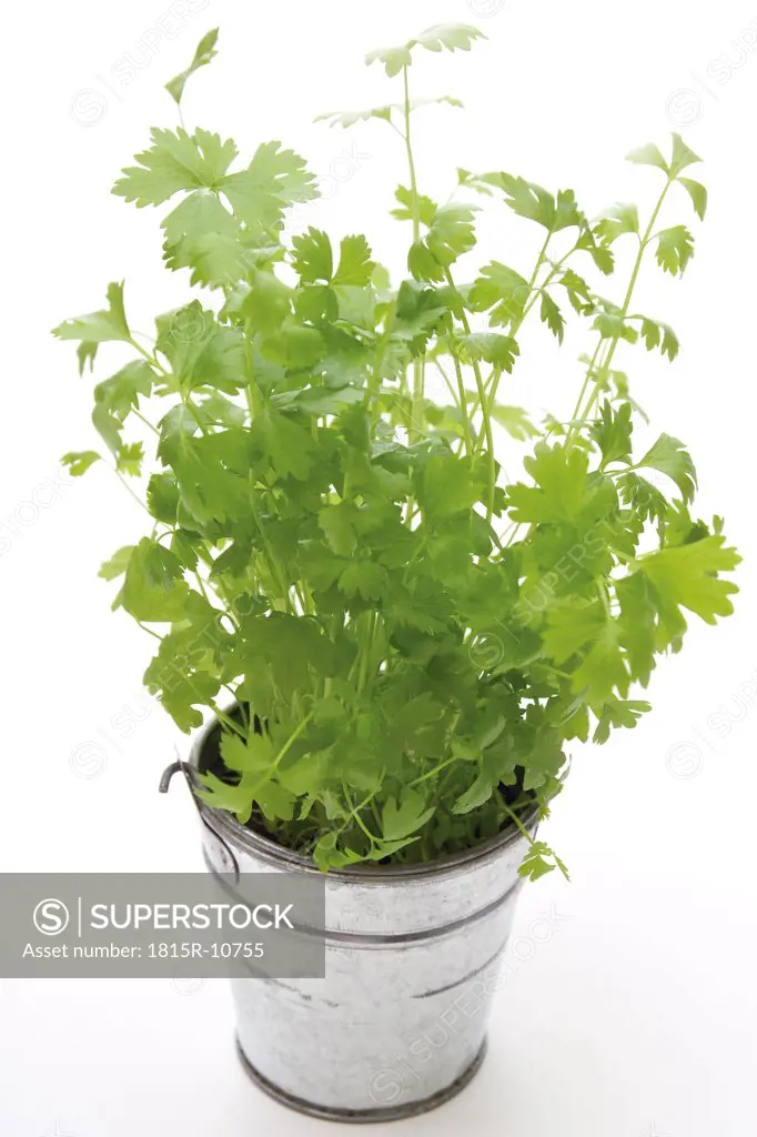 Celery herb in a pot