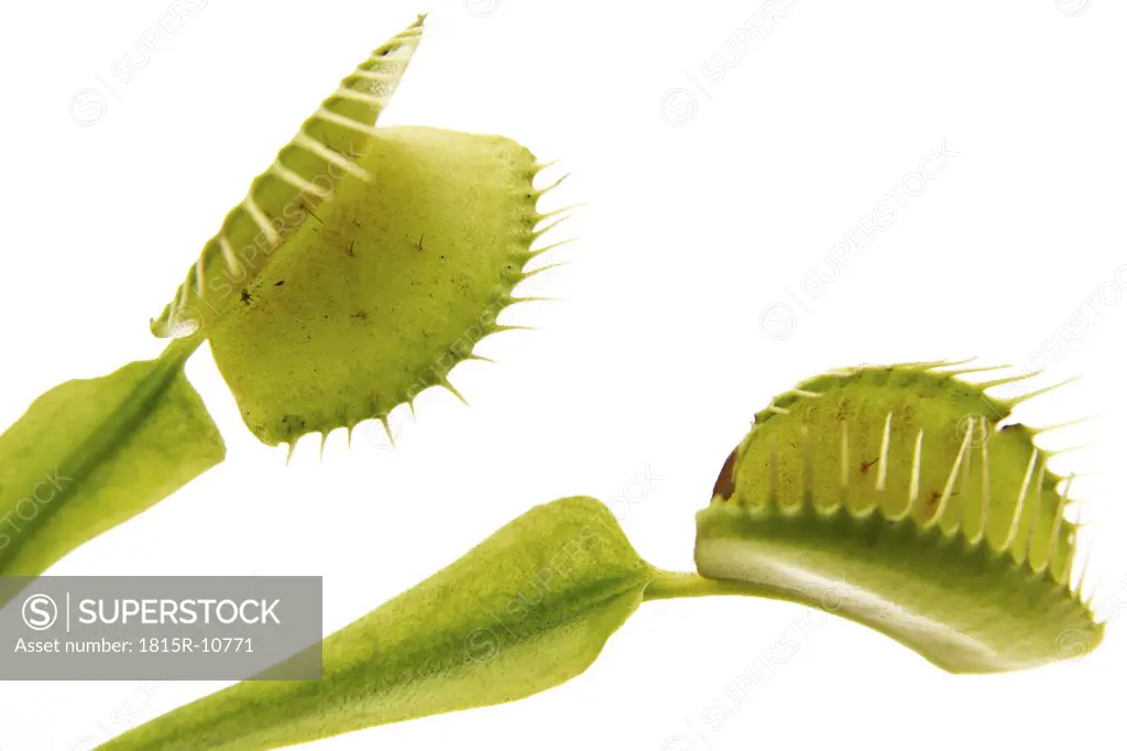Venus flytrap (Dionaea muscipula) leaf, close-up
