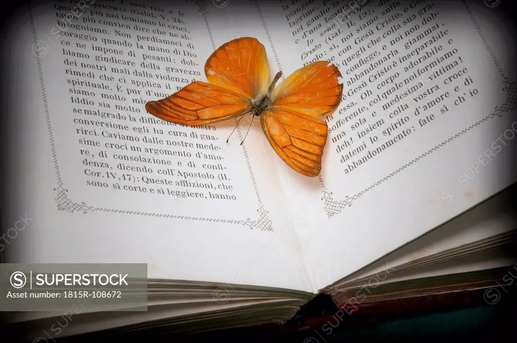 Bible with dead butterfly, close up