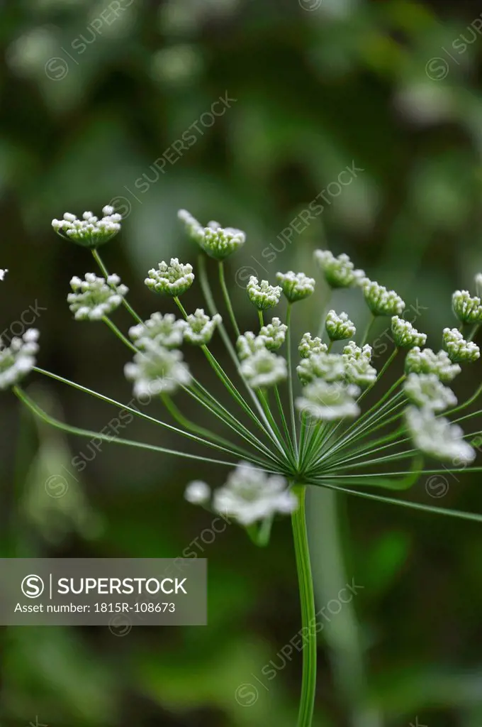 Germany, Bavaria, View of wild carrot blossom