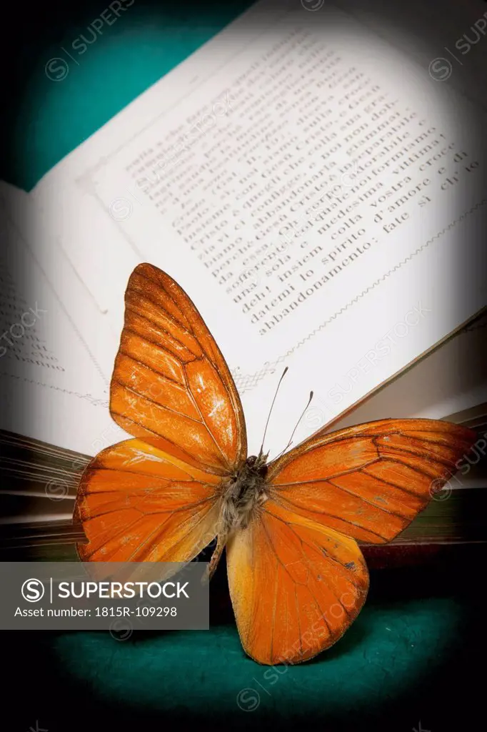 Bible with dead butterfly on green background