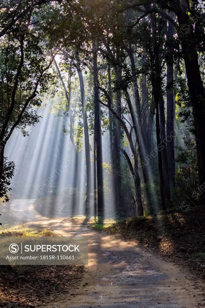 India, Uttarakhand, View of forest with shala trees at Jim Corbett National Park