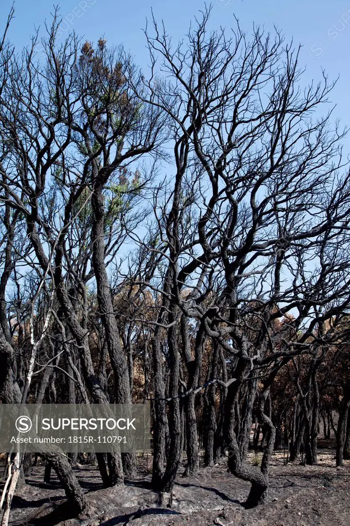 Spain, Agullana, Burned trees after forest fire