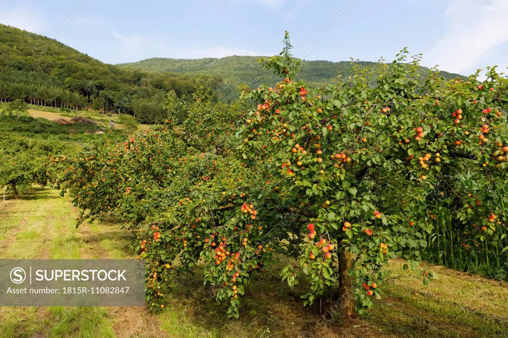 Austria, Lower Austria, Waldviertel, Wachau, Apricot Trees, Prunus armeniaca
