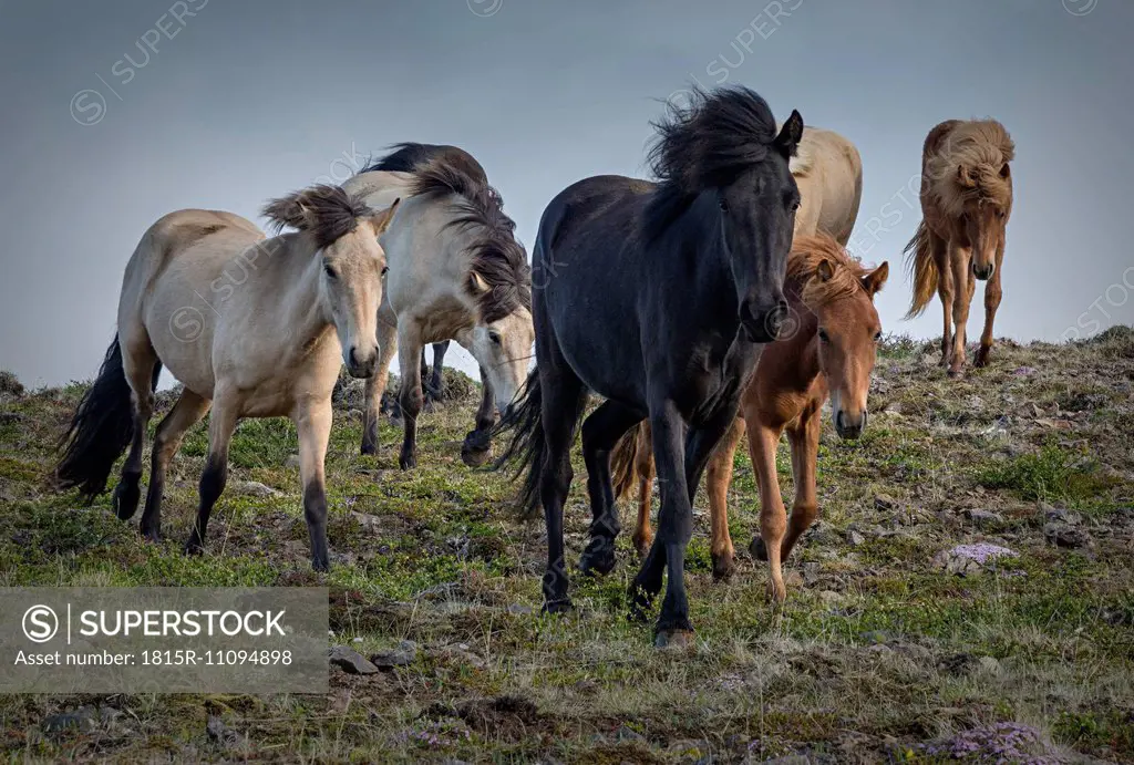 Iceland, North of Iceland, Icelandic horses