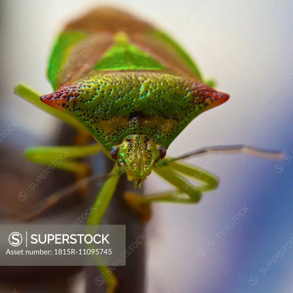 Hemipterans, Hemiptera, close-up