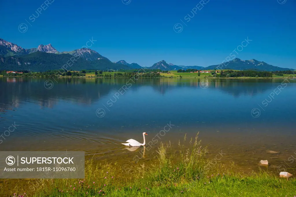 Germany, Bavaria, Allgaeu, East Allgaeu, Lake Hopfensee, near Fuessen, Mute swan, Cygnus olor, Male animal
