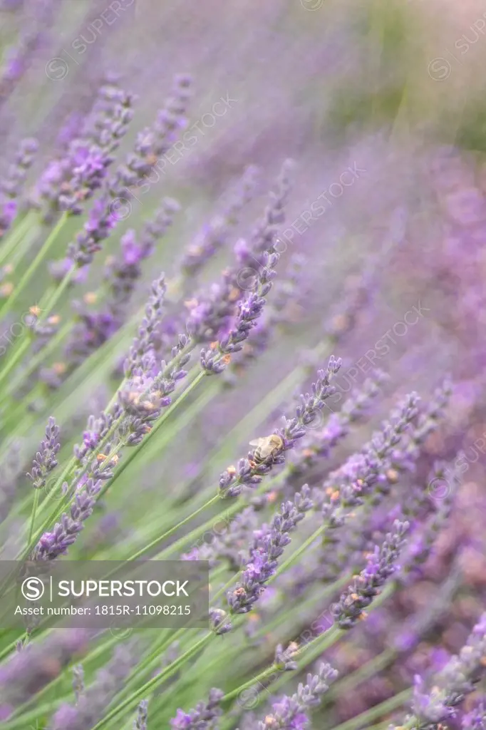 Germany, Lavender flowers, Lavendula