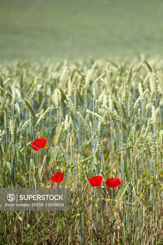 Four poppies, Papaver, in front of a wheat field, Triticum aestivum