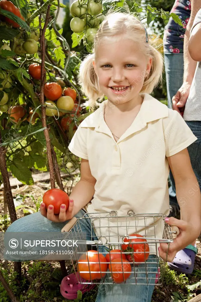 Germany, Bavaria, Girl gathering tomatoes in vegetable garden, smiling, portrait