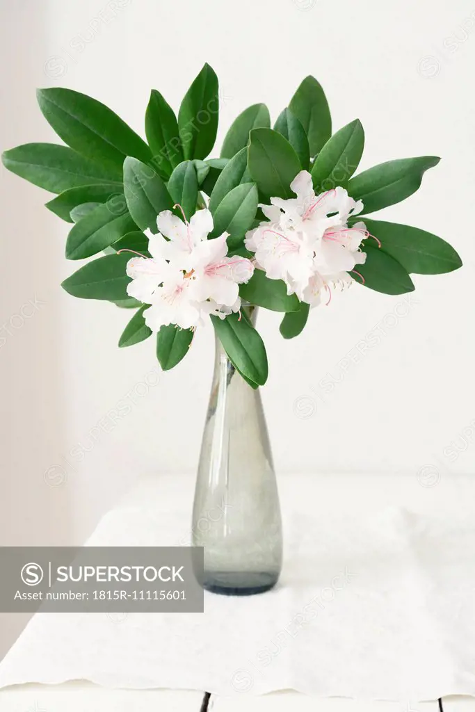 Rhododendron in vase