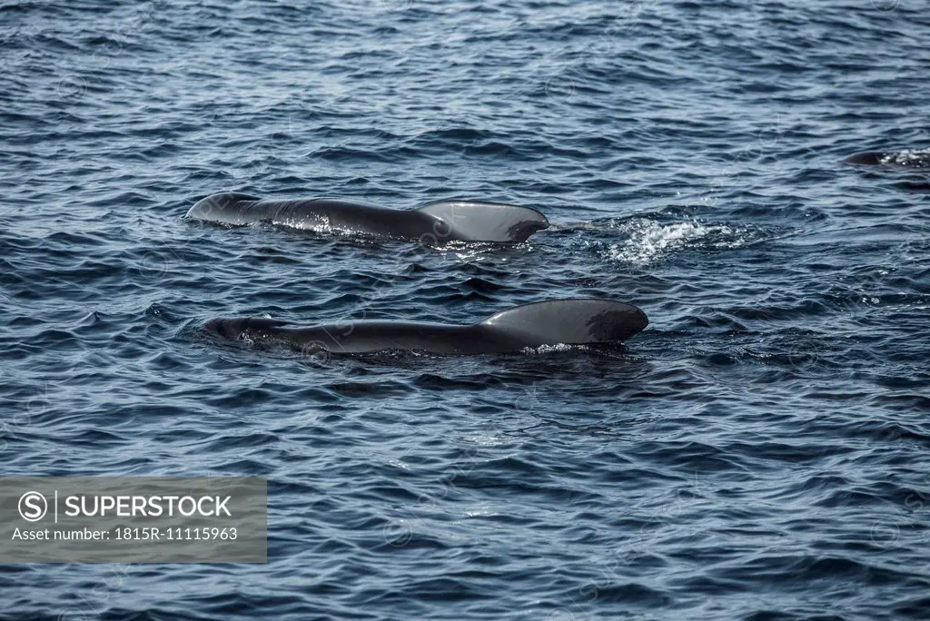 Spain, Andalusia, Long-finned pilot whales, Globicephala melas