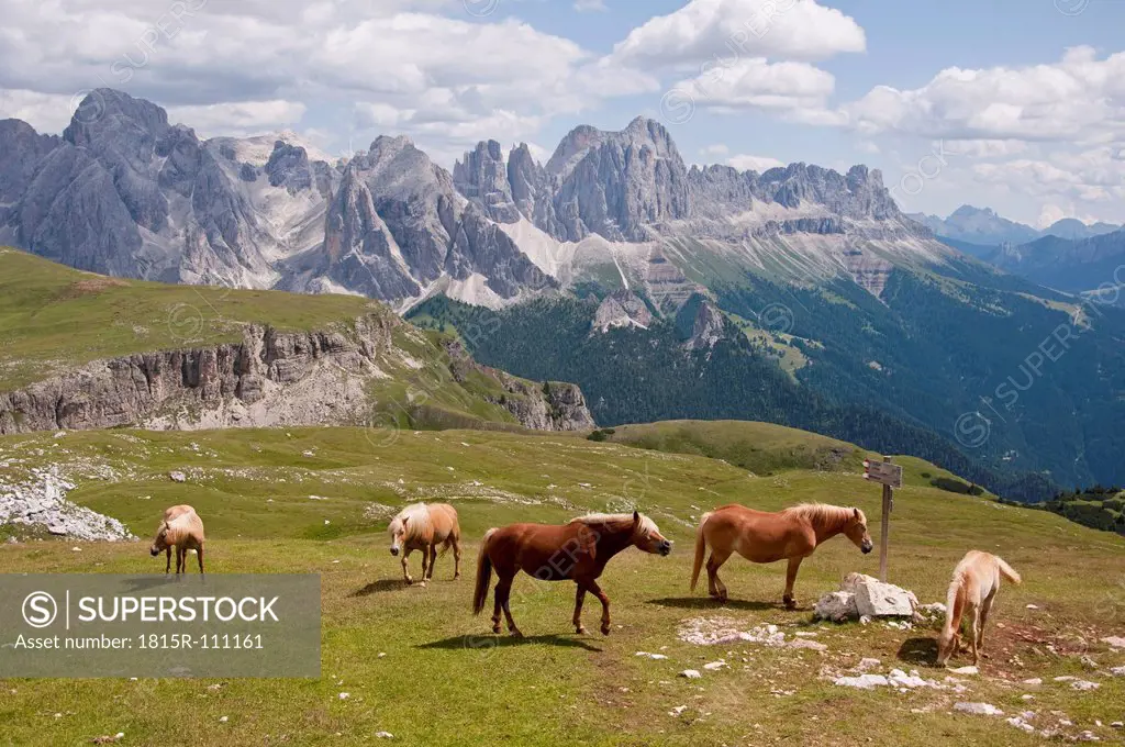 Italy, Horses grazing in meadow, Rosengarten in background at South Tyrol