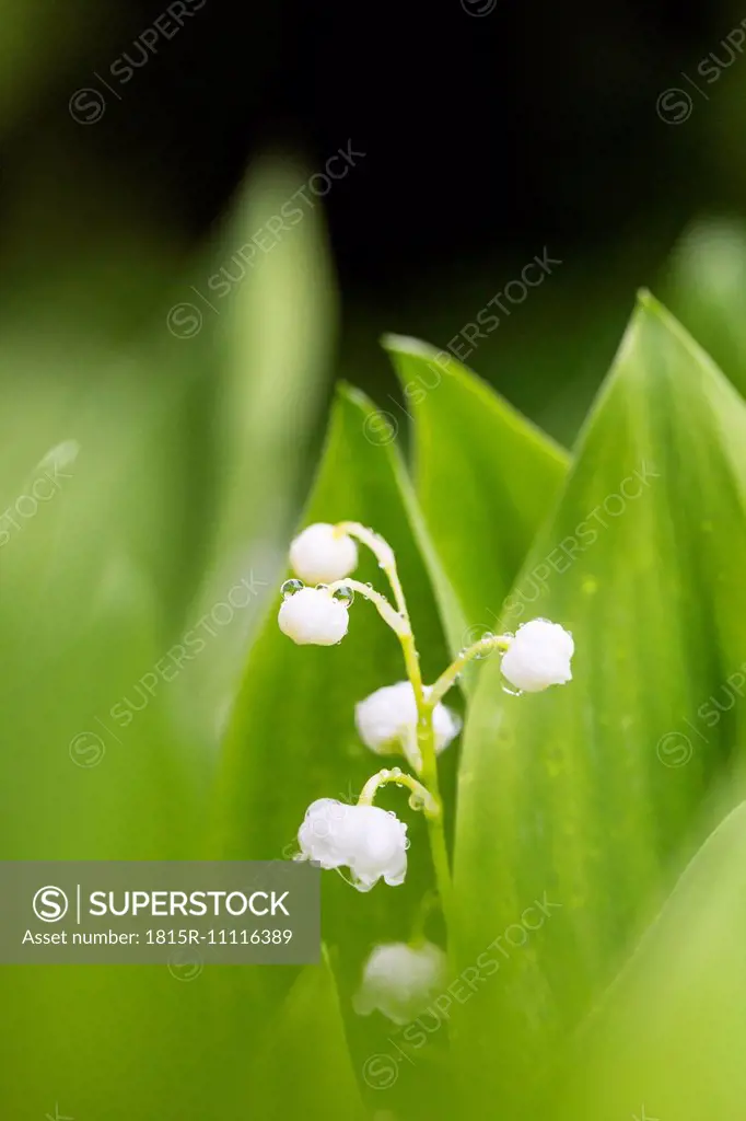 Germany, Fuldabruck, Lily of the Valley, close up