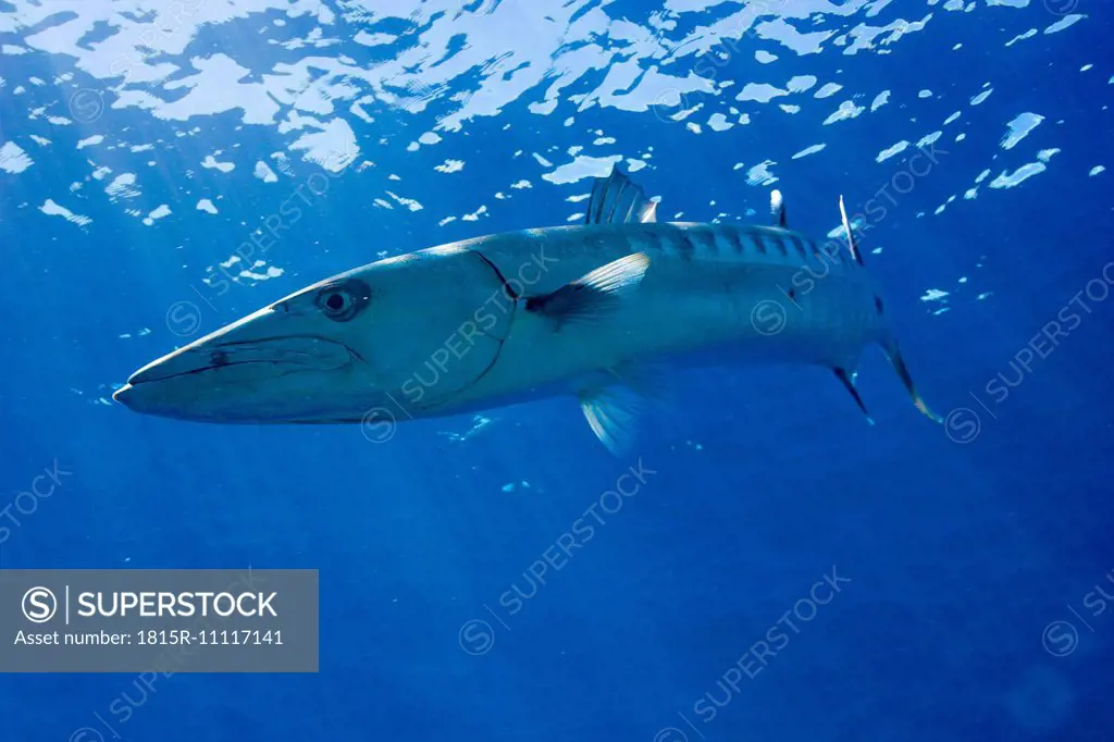 Oceania, Palau, Great barracuda, Sphyraena barracuda