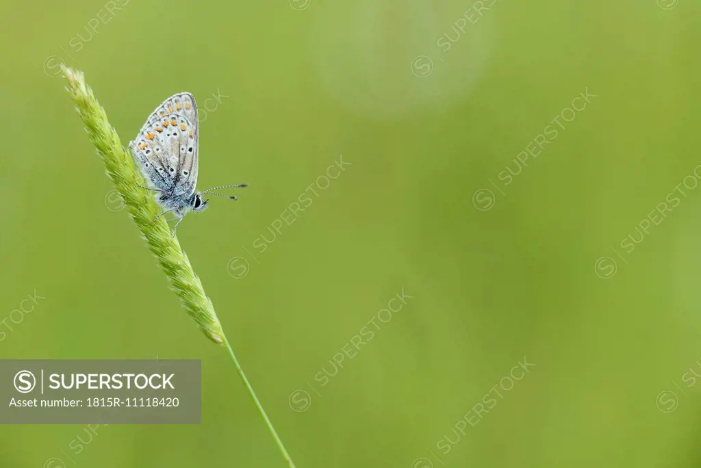 Brown argus, Aricia agestis, sitting on a blade of grass