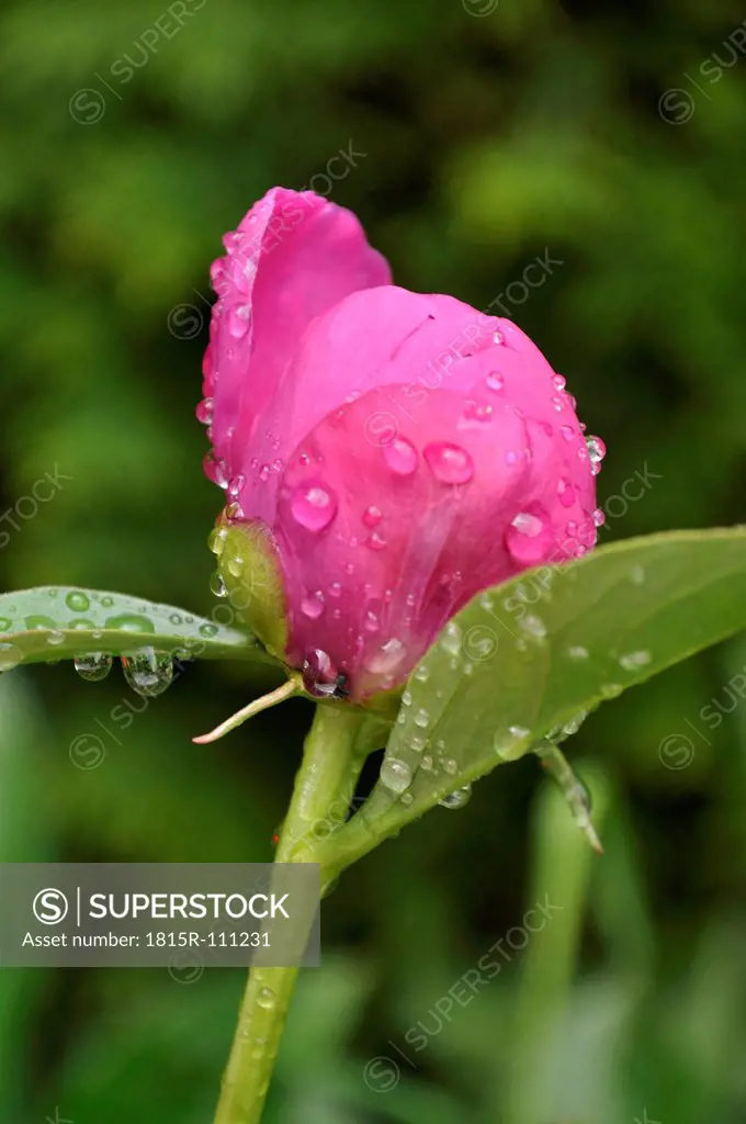 Germany, Bavaria, Close up of peony with dewdrops