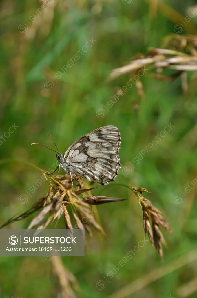 Germany, Bavaria, Butterfly on stem