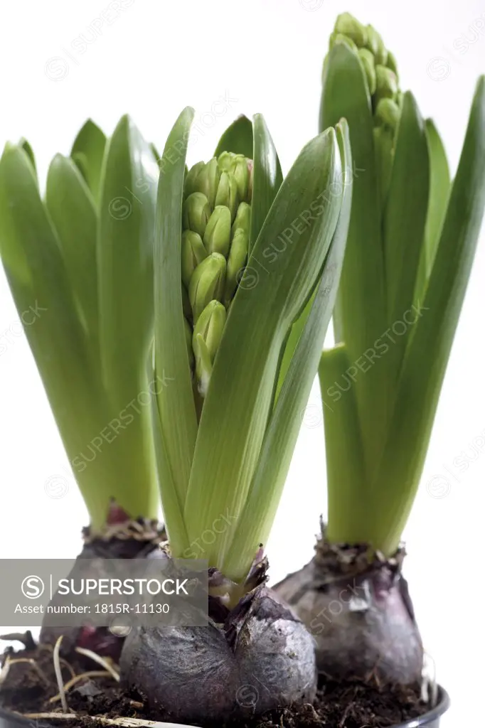 Hyacinth plants (