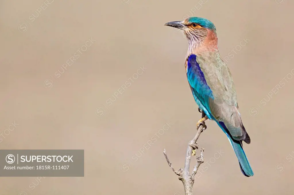 India, Madhya Pradesh, Bird perching on branch at Bandhavgarh National Park