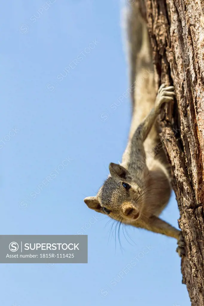 India, Uttar Pradesh, Agra, Indian palm squirrel on branch