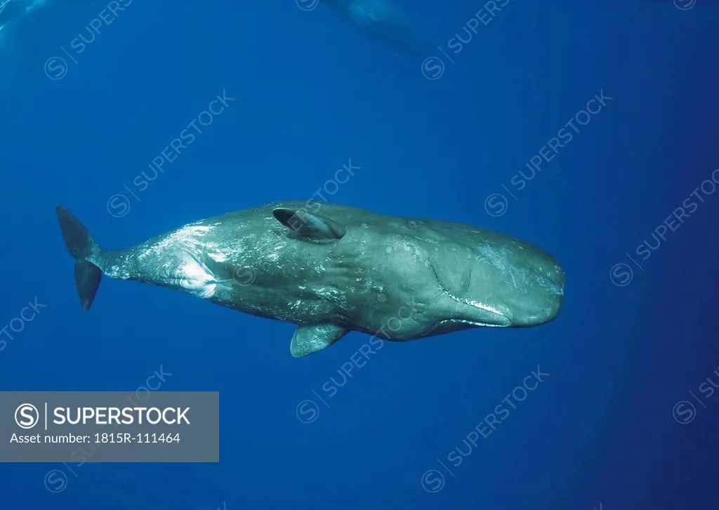 Portugal, Sperm whale mother diving with her calf