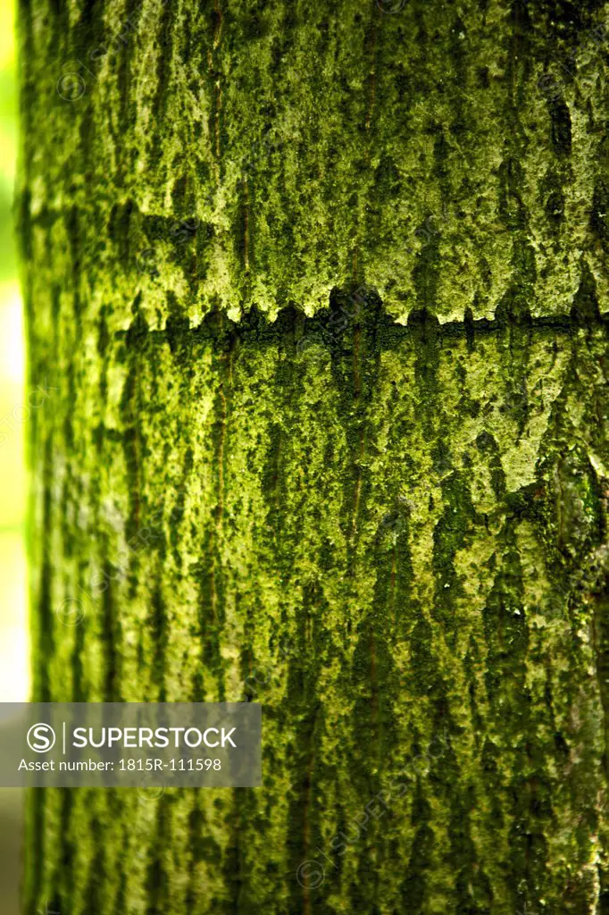 France, Walnut plantation with moss on tree bark