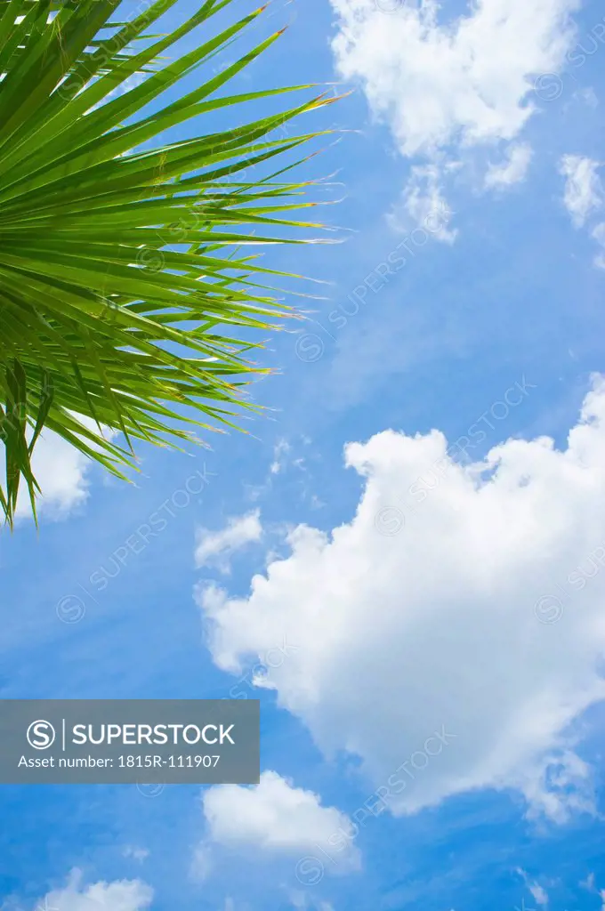 USA, Texas, Palm tree leaves against partly cloudy sky at Rio Frio