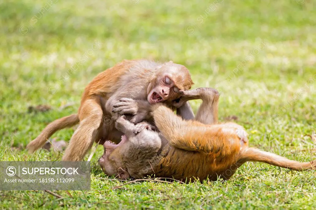 India, Uttarakhand, Rhesus Macaque playing at Jim Corbett National Park