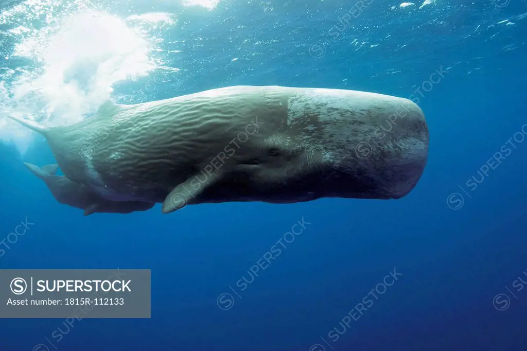 Portugal, Sperm whale mother diving with her calf