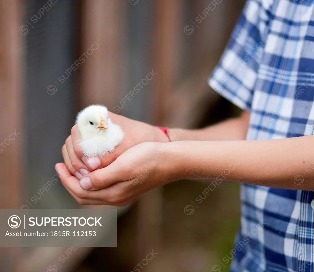Germany, Bavaria, Boy holding baby chick on farm