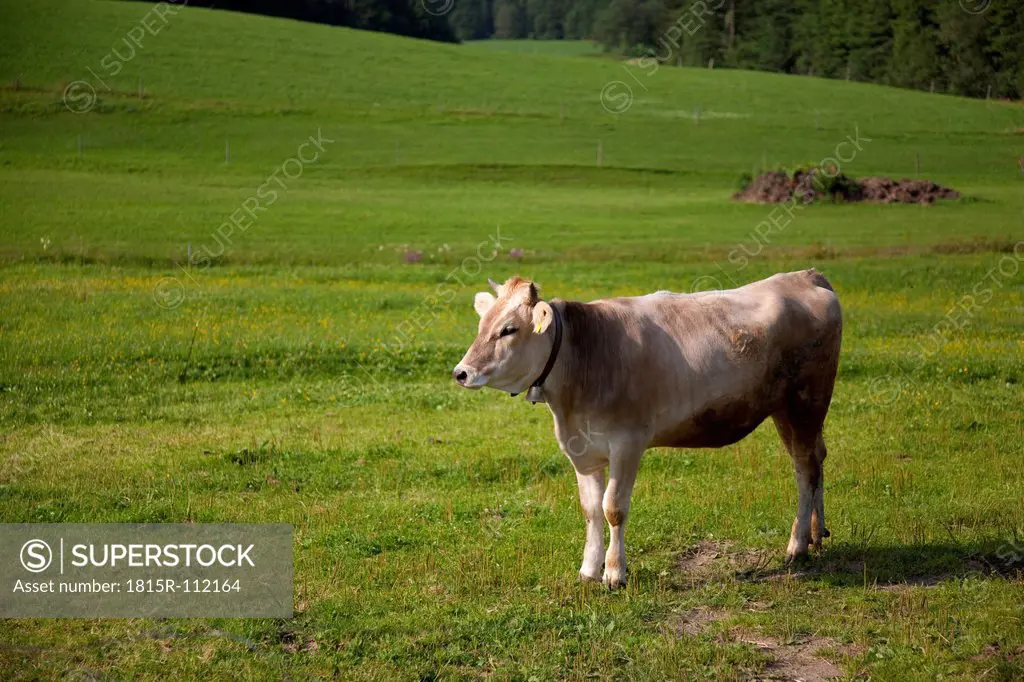Germany, Bavaria, Cow in pasture