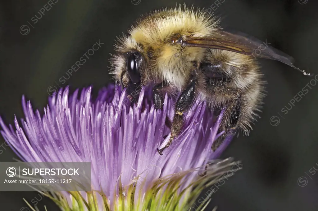 Bumble bee on thistle, close-up