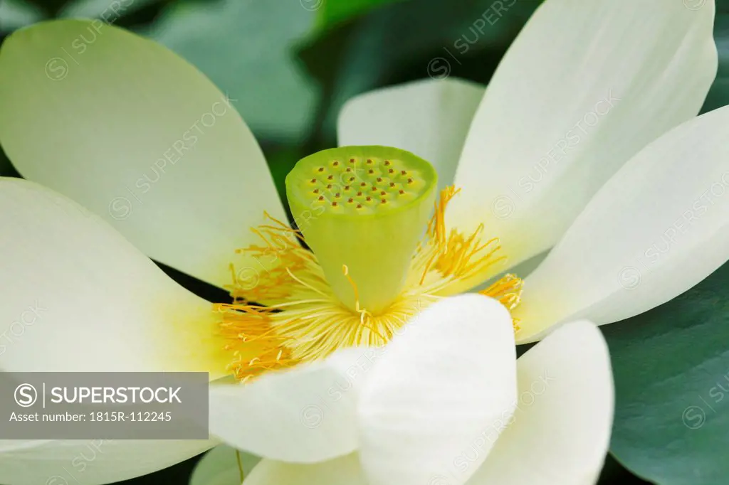 Italy, Close up of lotus blossom