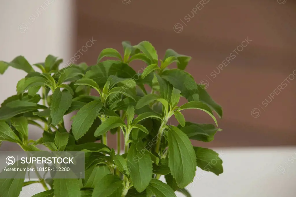 Germany, Munich, Close up of stevia rebaudiana