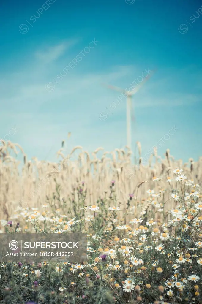 Germany, Saxony, View of wind turbine in corn field