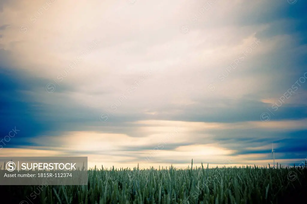 Germany, Saxony, View of crop field, wind turbine in background