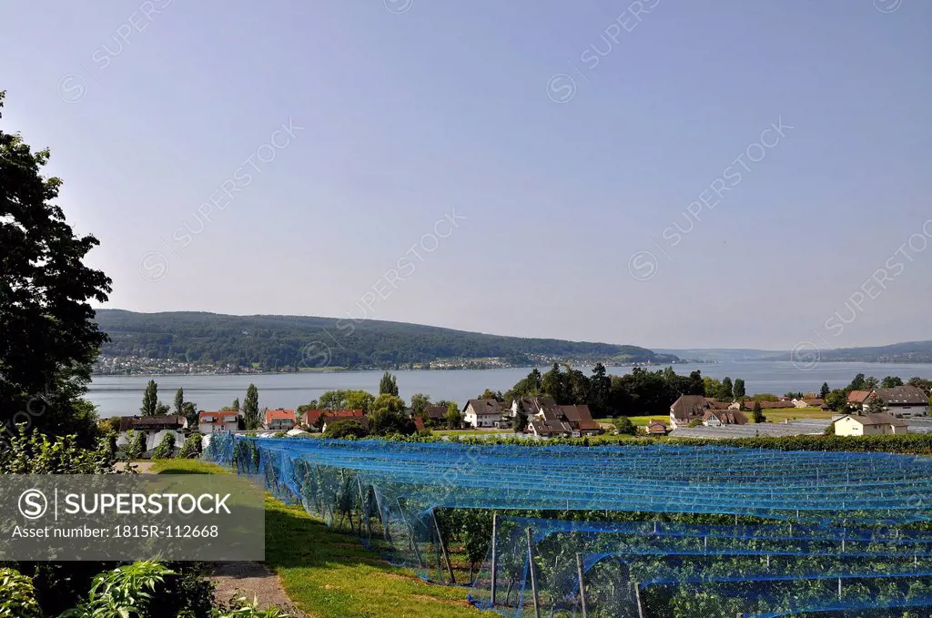 Germany, Baden Wuerttemberg, View of vineyards with Lake Constance