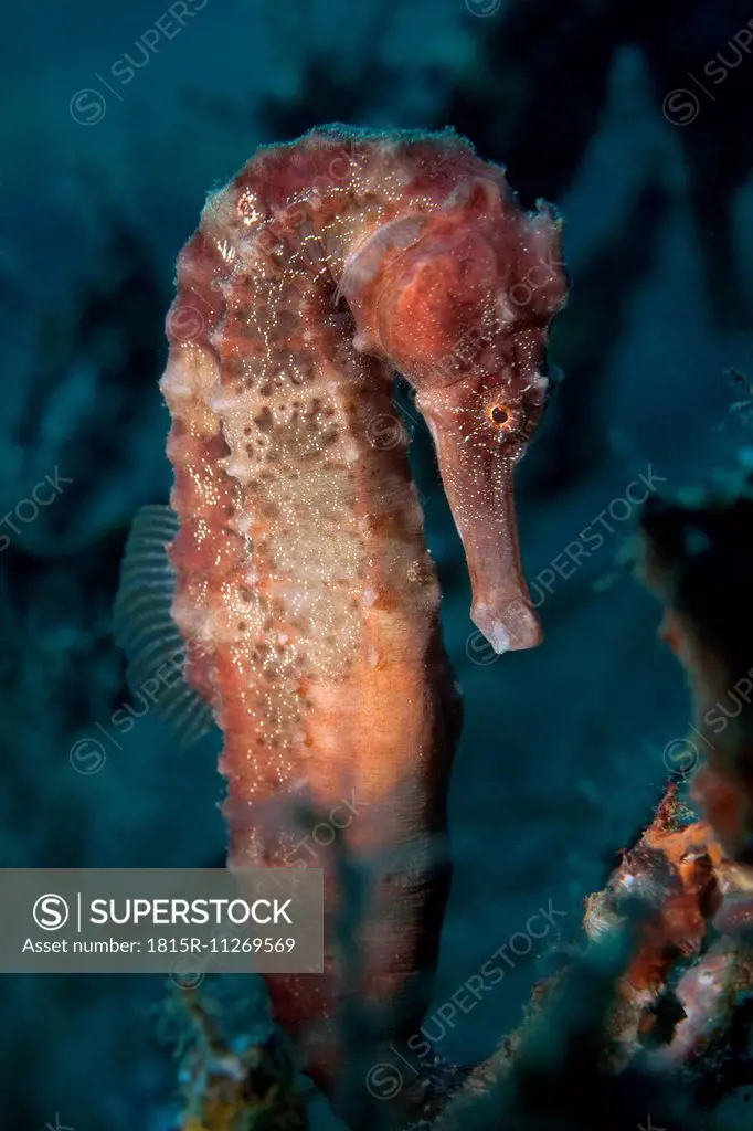 Oman, seahorse (hippocampus hudsonius)