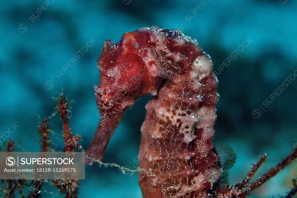 Oman, seahorse (hippocampus hudsonius)