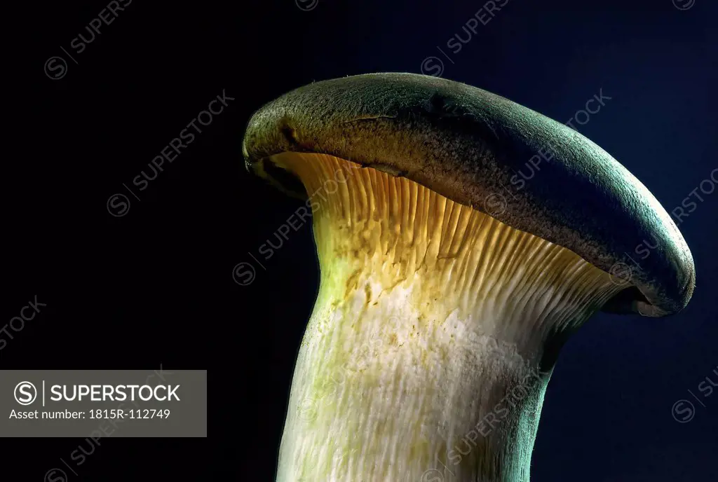 Close up of king oyster mushroom against black background