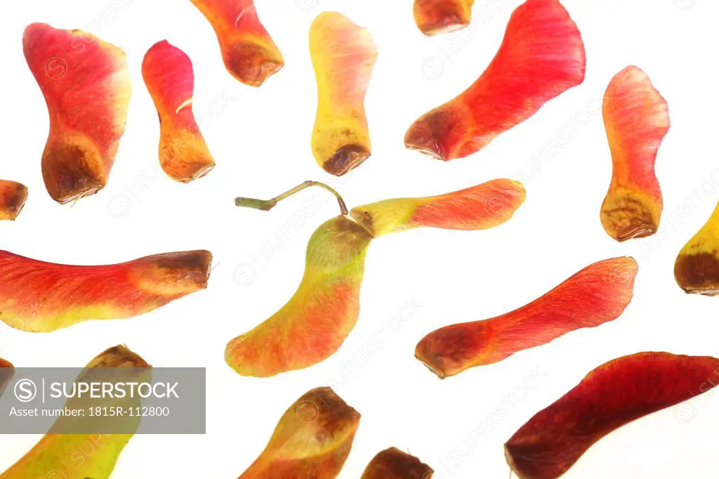 Close up of maple seeds on white background