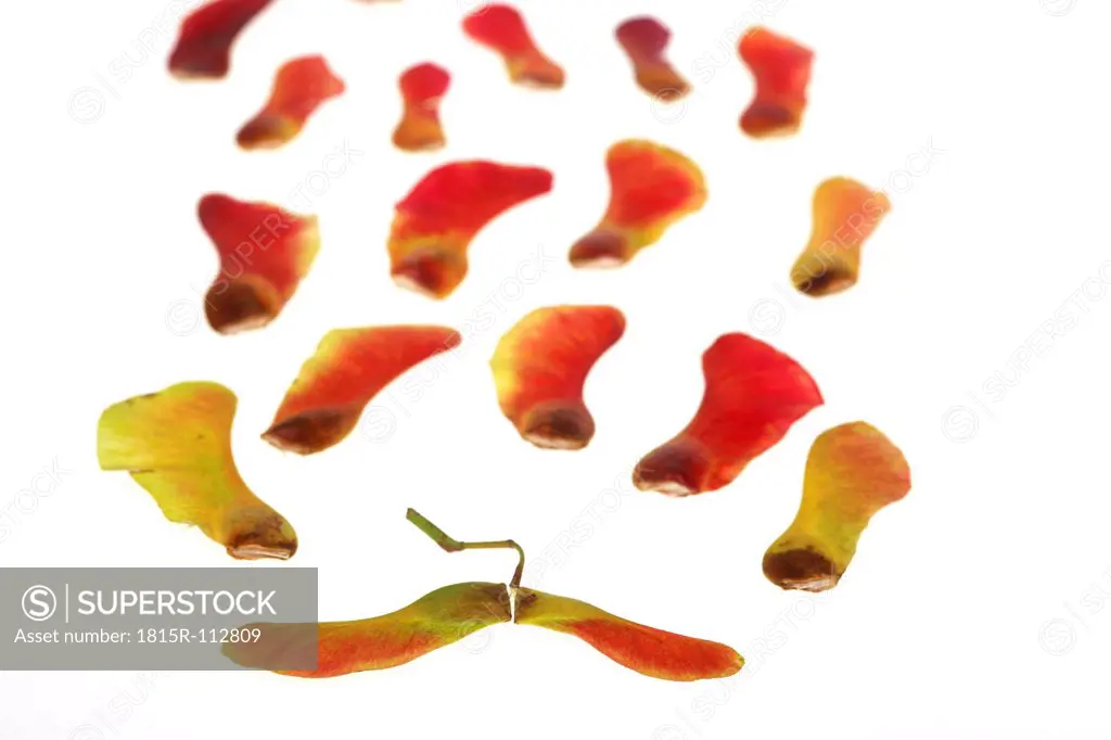 Close up of maple seeds on white background